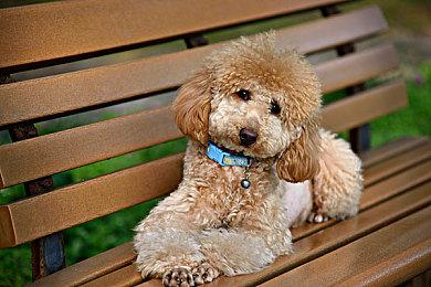 球星梅西加入《使命召唤19》和《战区2》 11月29号上线